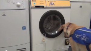 Khởi động máy giặt bằng tiếng chó sủa